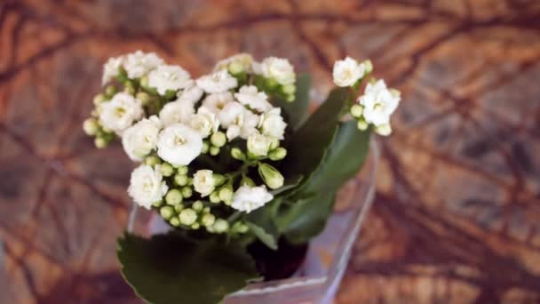 Bella pianta in vaso con fiori bianchi sul tavolo in negozio — Video Stock
