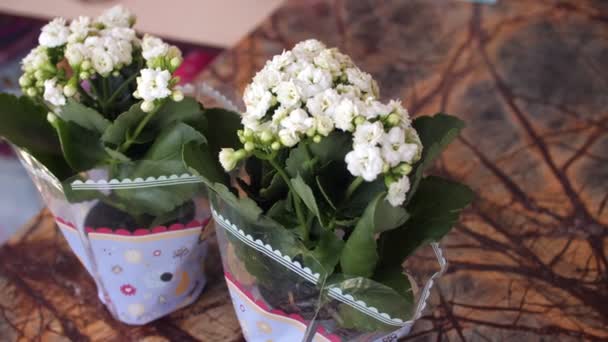 Kamerplanten met witte kleine bloemen op tafel in de bloemenwinkel — Stockvideo