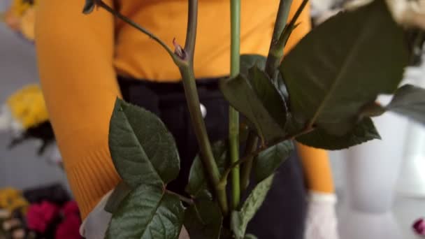 Продавець тримає білі троянди на довгих стеблах у квітковому магазині — стокове відео