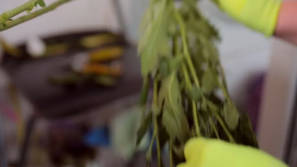 Женщина в перчатках срезает листья с ветки хризантемы — стоковое видео