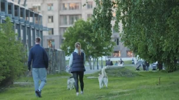 Woman and guy with husky dogs walk along spring sunset park — Stock Video