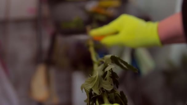 Försäljare tar bort blad från krysantemum stam i butiken — Stockvideo