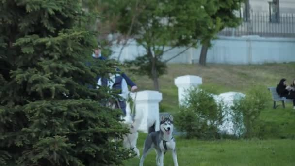 Husky hundar med ägare i masker gå längs grön gräsmatta — Stockvideo