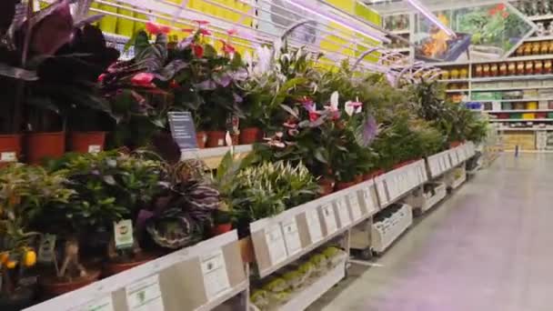 Plantas de interior tropicales en estanterías en el hipermercado de la jardinería — Vídeos de Stock