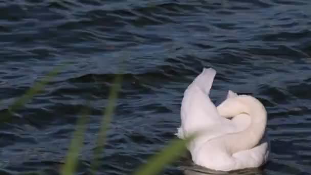 Witte zwaan zwemt schoonmaken veren op rivier golven closeup — Stockvideo