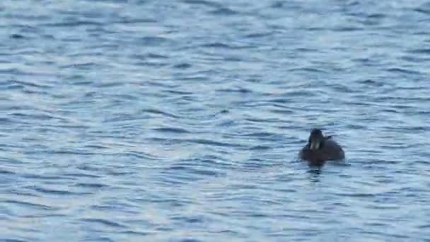 Kleine eenden zwemmen op het oppervlak van grote rustige rivier close-up — Stockvideo