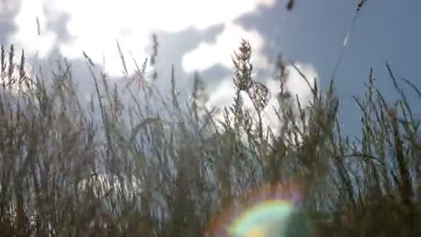 Gras met bloeiwijzen zwaaiend in de wind onder bewolkte hemel — Stockvideo