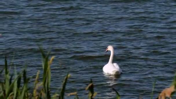 Cisne branco sozinho nada na água do lago tranquilo por juncos — Vídeo de Stock