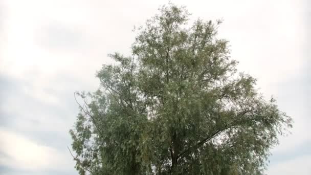 Panche rosse intorno ad alto albero e persone che camminano in giardino — Video Stock