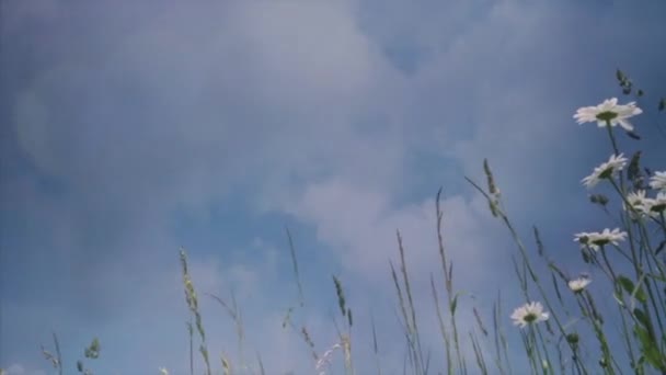 白色的 Camomiles 草地上的野花 — 图库视频影像