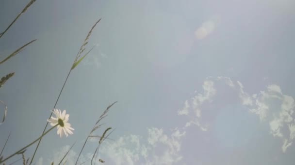 Camomilles Blanches Fleurs Sauvages Fleurs Sauvages Dans Prairie — Video