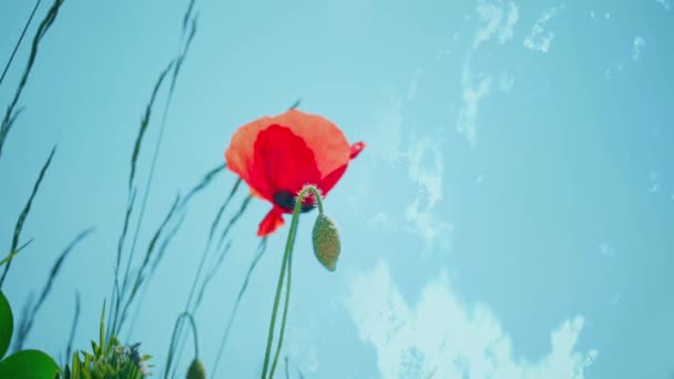 红色罂粟和天空 草地上的野花 — 图库视频影像