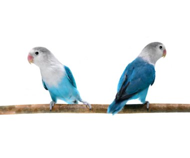 Beyaz arka plan üzerinde izole papağan