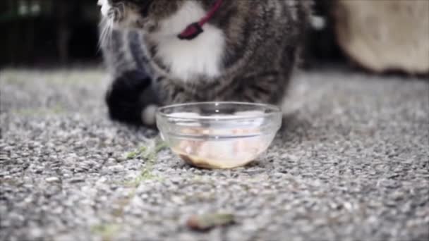 Defokussierung Fütterung Niedlichen Häuslichen Kurzhaarkatze Tabby Katze Garten — Stockvideo