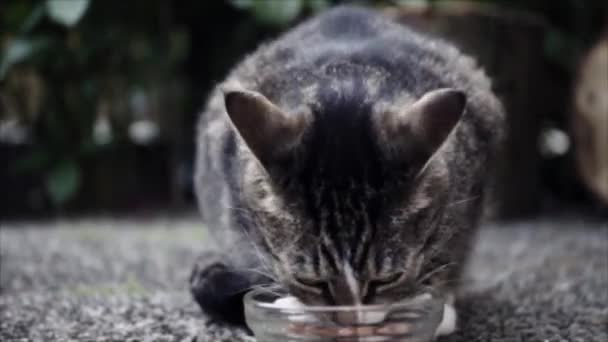 Сосредоточься Кормление Милые Домашние Короткие Волосы Кошка Tabby Cat Garden — стоковое видео