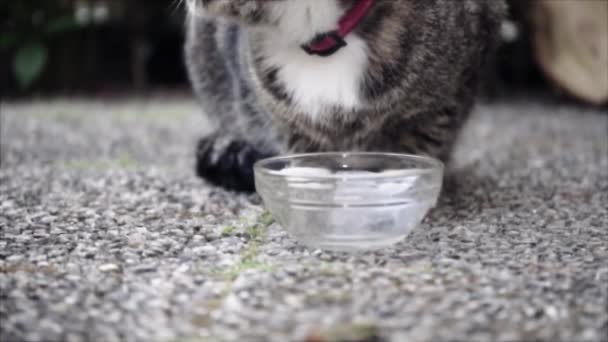 Fokuserar Utfodring Söta Inhemska Kort Hår Katt Tabby Katt Trädgården — Stockvideo