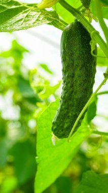 Salatalık büyüyen bir serada