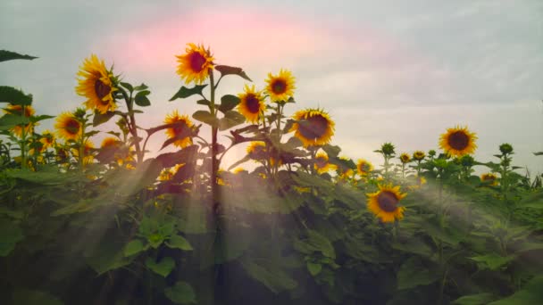 Blühende Sonnenblumen Auf Einem Hintergrund Sonnenuntergang Blühender Helianthus — Stockvideo