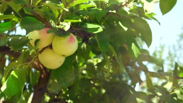 Яблоня Яблоками — стоковое видео
