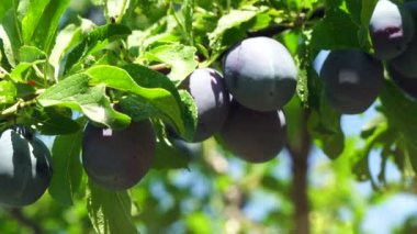 Dalı olgun erik ve yaprakları ile 