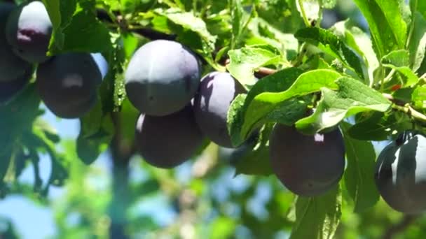 Branch Ripe Plums Leaves — Stock Video