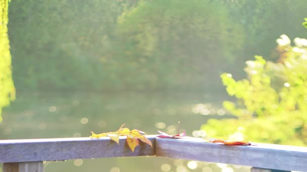 Scène Automne Automne Dans Parc — Video