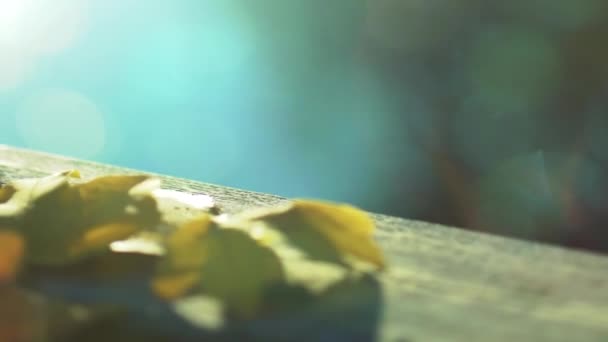 Focusing Autumn Leaf Autumn Scene Beautiful Bokeh — Stock Video