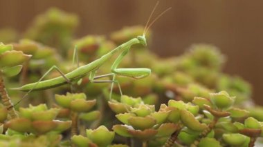 Avrupa Mantis veya peygamber devesi, Mantis religiose
