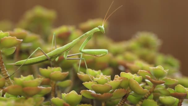 Europese Bidsprinkhaan Praying Mantis Mantis Religiose — Stockvideo
