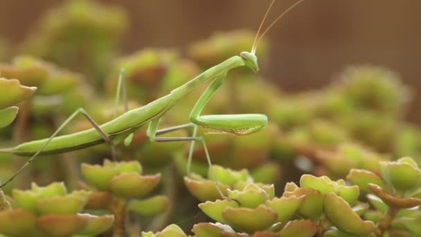 Avrupa Mantis Veya Peygamber Devesi Mantis Religiose — Stok video