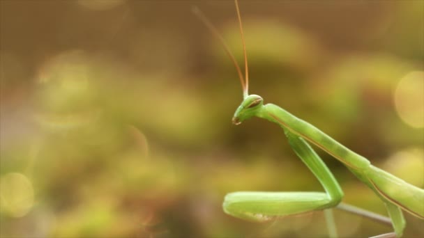 Avrupa Mantis Veya Peygamber Devesi Mantis Religiose — Stok video