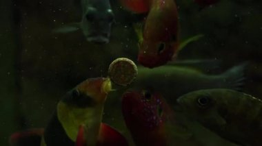 Akvaryum balık lezzetli tablet ile besleme