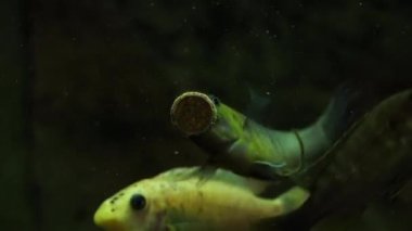 Akvaryum balık lezzetli tablet ile besleme