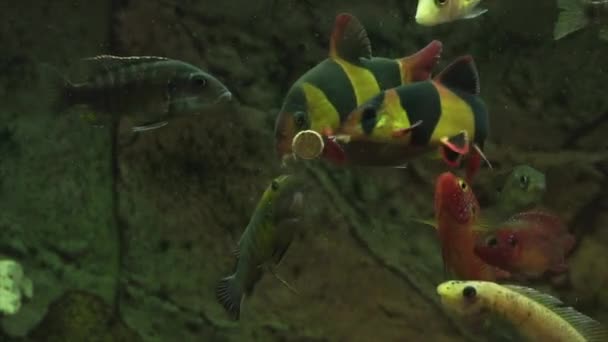 Alimentación Peces Acuario Con Comida Sabrosa — Vídeo de stock