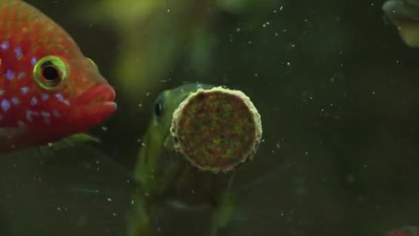 Alimentación Peces Acuario Con Comida Sabrosa — Vídeo de stock