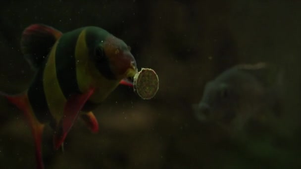 Alimentando Peixes Aquário Com Comida Saborosa — Vídeo de Stock