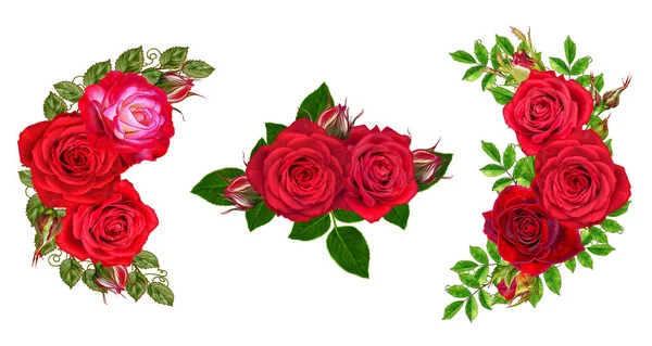Úžasné růže isolatet na bílém pozadí — Stock fotografie