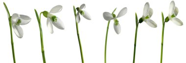 Kardelen. Beyaz arka plan üzerinde izole ilk bahar çiçekleri