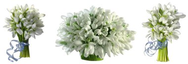 Kardelen. Beyaz arka plan üzerinde izole ilk bahar çiçekleri