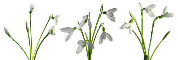 Snowdrops.  First spring flowers isolated on white background