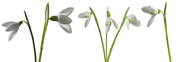 Snowdrops.  First spring flowers isolated on white background