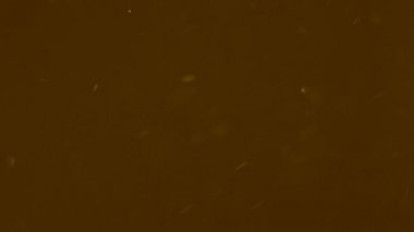 Altın toz arka plan. Toz altın parçacıkları. Animasyon arka plan 