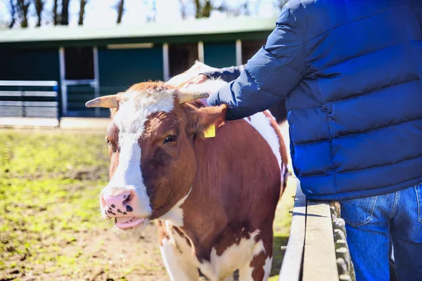Adam çiftçinin buzağı cowshed süt çiftlikte yapılan vuruş