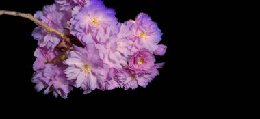 Güzel şube Sakura çiçek (kiraz çiçeği) baharda. 