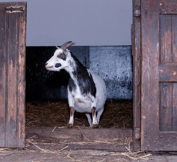 Goat inside a old farm