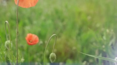 çayırda yabani çiçek 