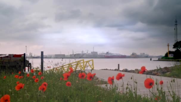 Στις Κάτω Χώρες Πλοίο Εμπορευματοκιβωτίων Κατά Την Εξαγωγή Και Την — Αρχείο Βίντεο