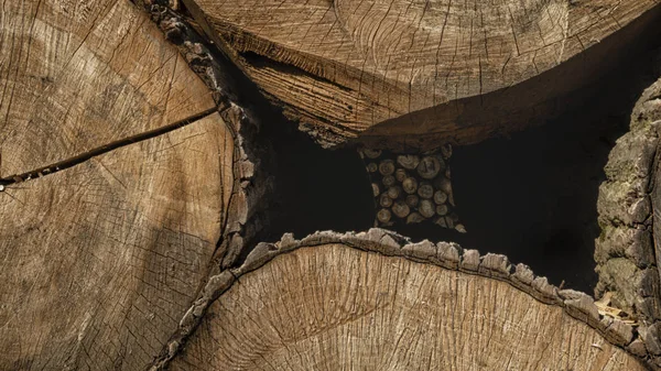 Kivágott fa halmozott fel. Erdei erdészeti hasznosítás — Stock Fotó