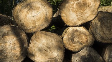 Yığılmış keresteler yığılmış. Ağaç ormancılık sömürüsü