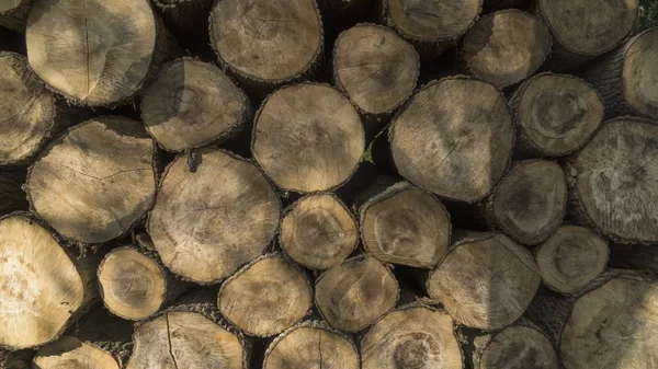 Felled timber stacked up. Tree forestry exploitation — Stock Photo, Image